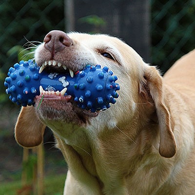 https://larsonshardwarehank.com/wp-content/uploads/2015/04/pets-dog-toy-in-mouth-featured.jpg